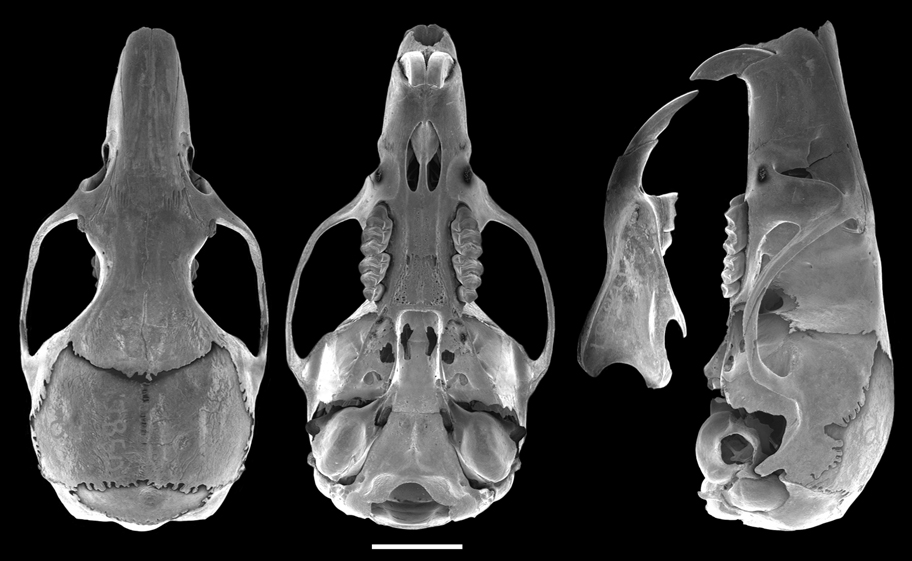 (c) The Field Museum. Photograph by L Heaney and A Niedzielski. (c) Field Museum of Natural History - CC BY-NC 4.0